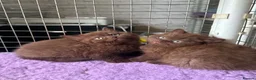 British Shorthair cats for sale: Top pedigree Bsh kittens cinnamon and chocolate  - Advert 4