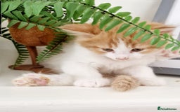 Mixed Breed cats for sale: British shorthair Cross kittens  - Image 6