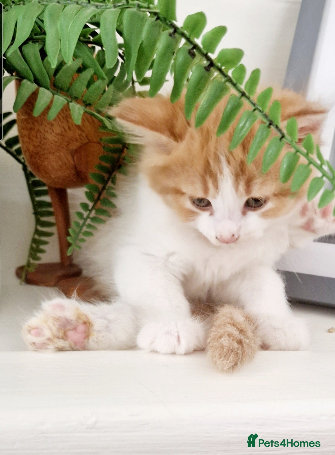 Mixed Breed cats for sale: British shorthair Cross kittens  - Image 6