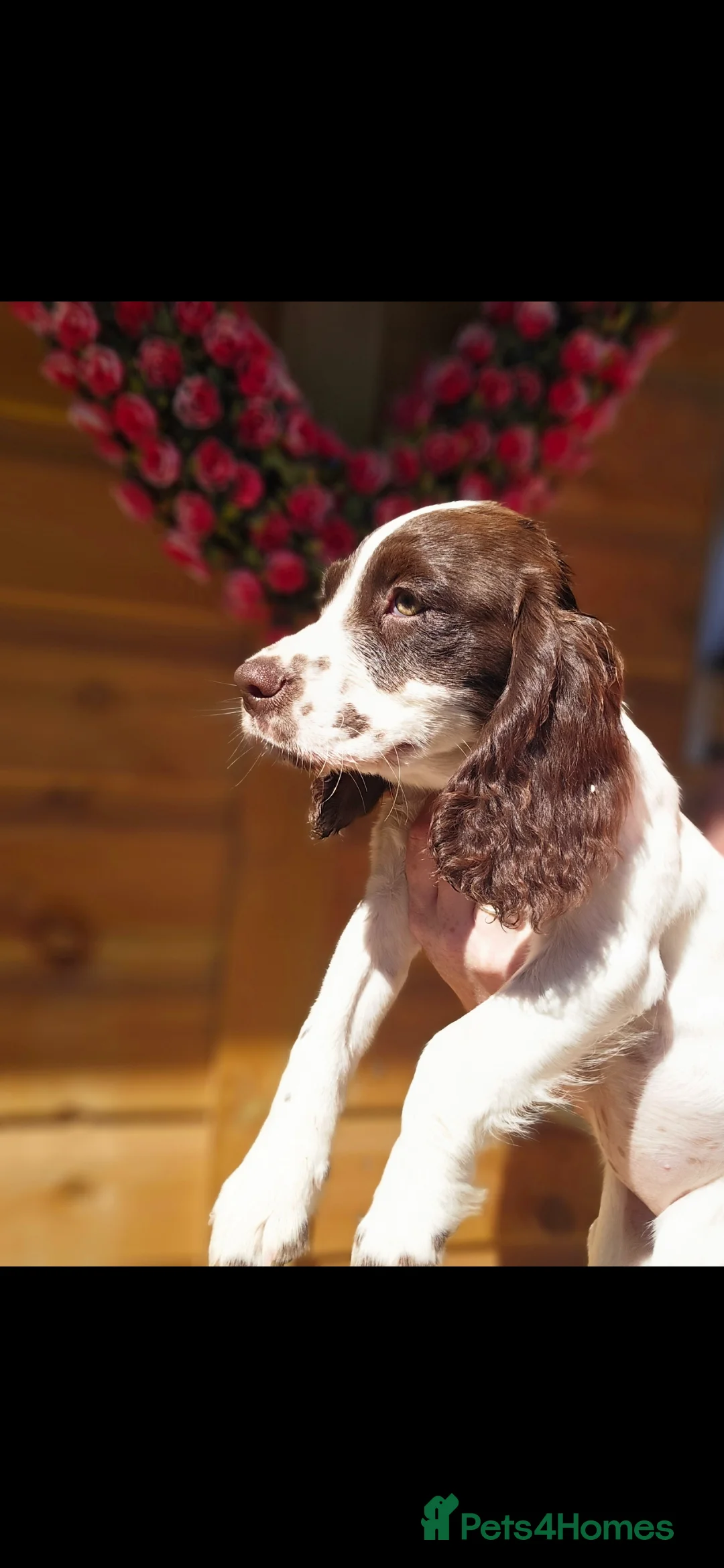 Mixed Breed dogs for sale: Merryn the clumber cross springer - Advert 16