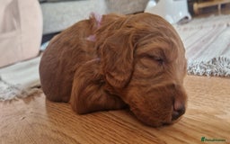 Cockapoo dogs for sale: F1 Cockapoo puppy. Fully vaccinated and chipped - Advert 5