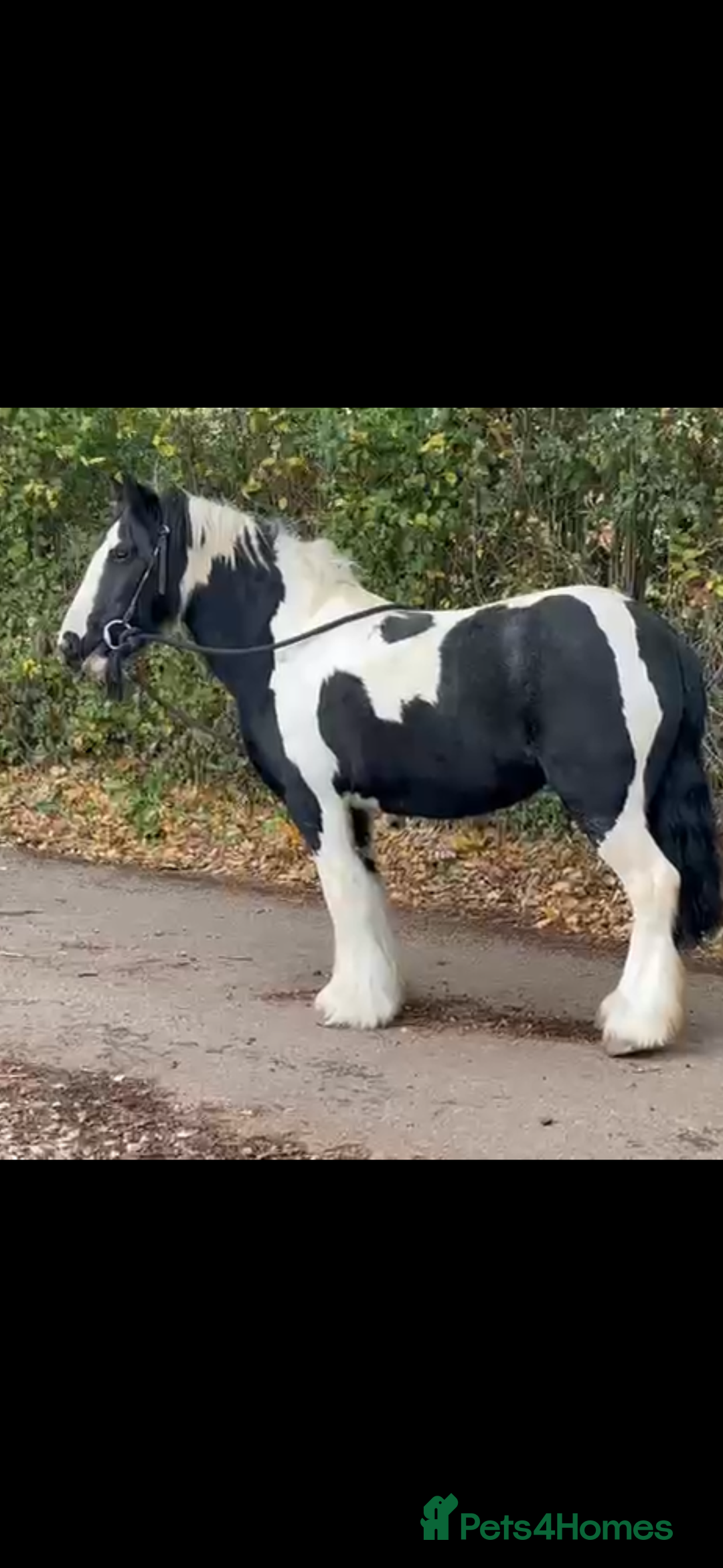 Irish Cob horses for sale: Pc pony / family ,rda lr  - Advert 6