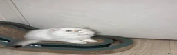 British Longhair cats for sale: ZOOMIE VET BRED BLH FEMALE - Advert 4