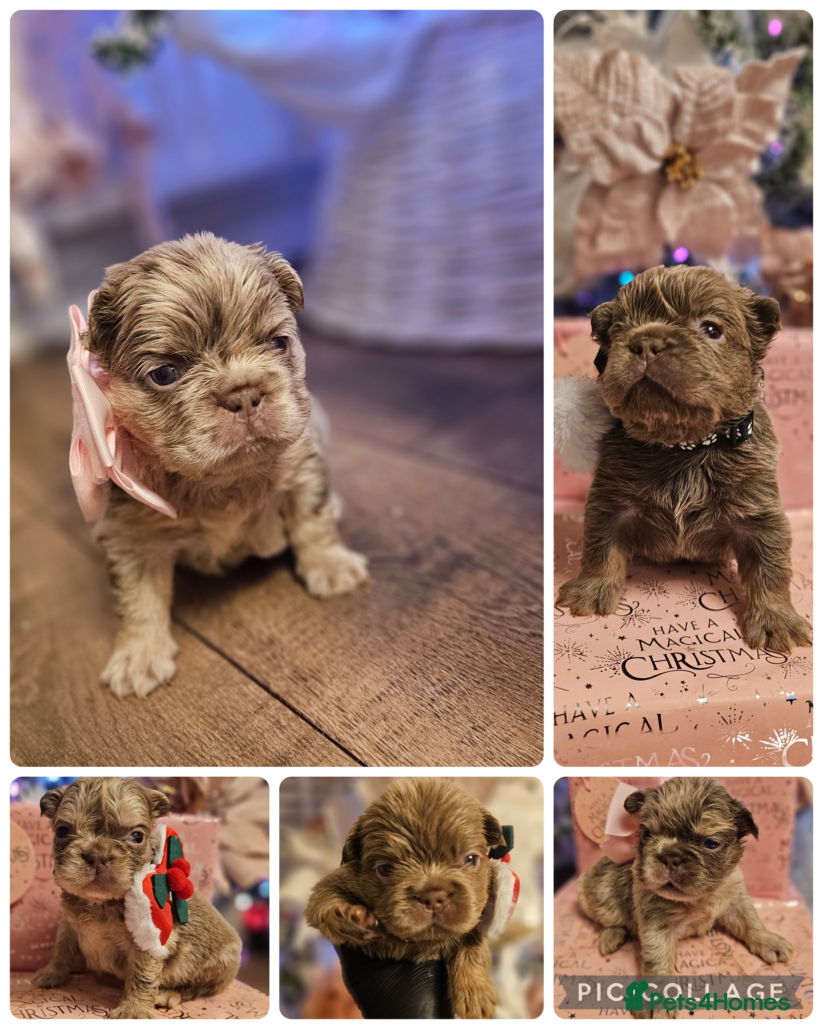 French Bulldog dogs French Bulldog Visual fluffies - Advert 11