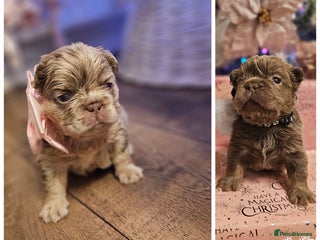 French Bulldog dogs French Bulldog Visual fluffies - Advert 13