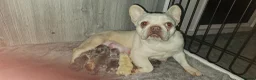 French Bulldog dogs for sale: 2 adorable french bulldogs - Advert 11