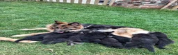German Shepherd dogs for sale: Long Hair German Shepherd Puppies  in Chorley - Advert 3
