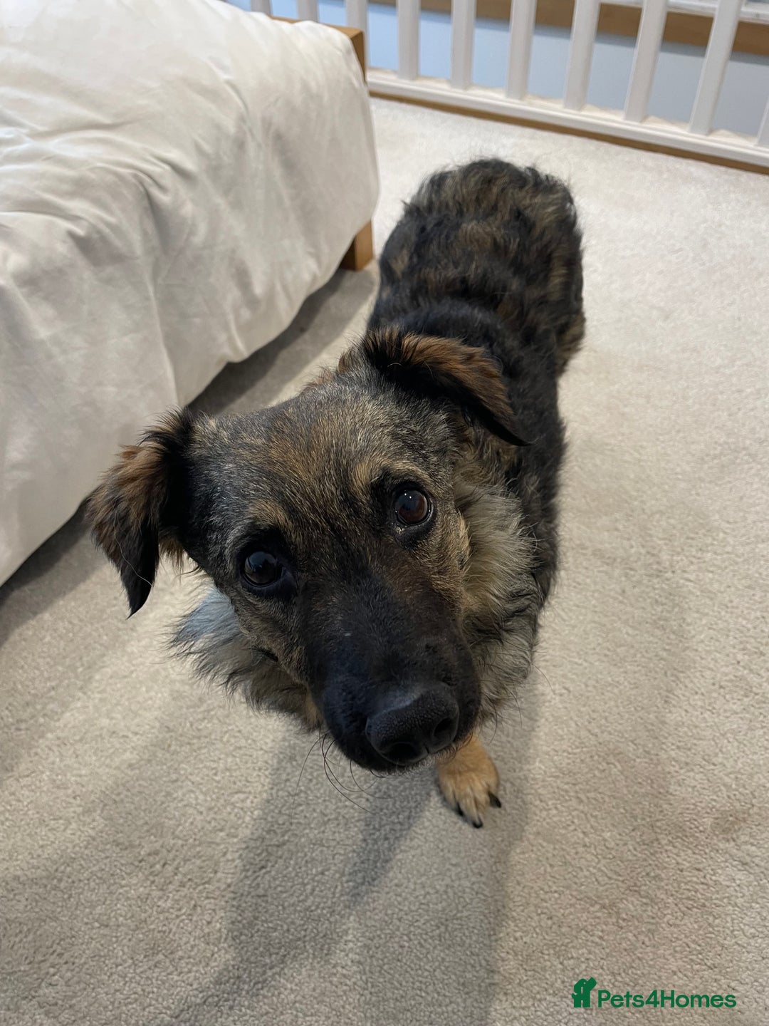 Mixed Breed dogs for adoption: Snowy is looking for a new home - Advert 2