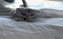 Scottish Fold cats for sale: Scottish Fold Kittens Variety of Colours - Image 20