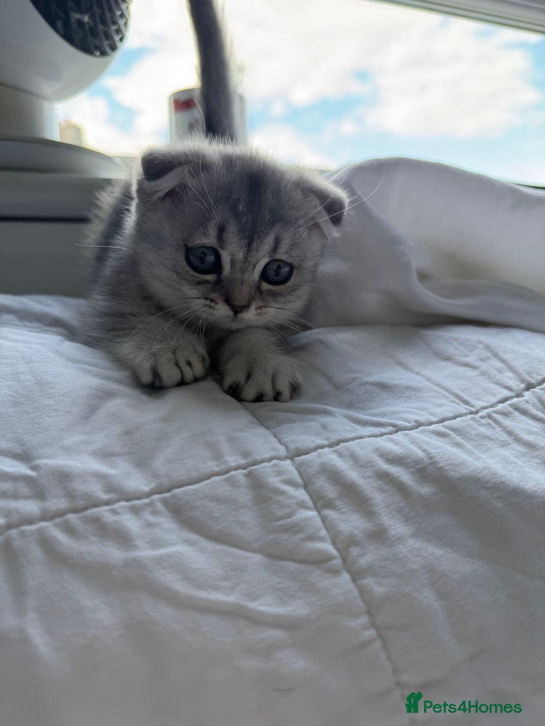 Scottish Fold cats for sale: Scottish Fold Kittens Variety of Colours - Image 20