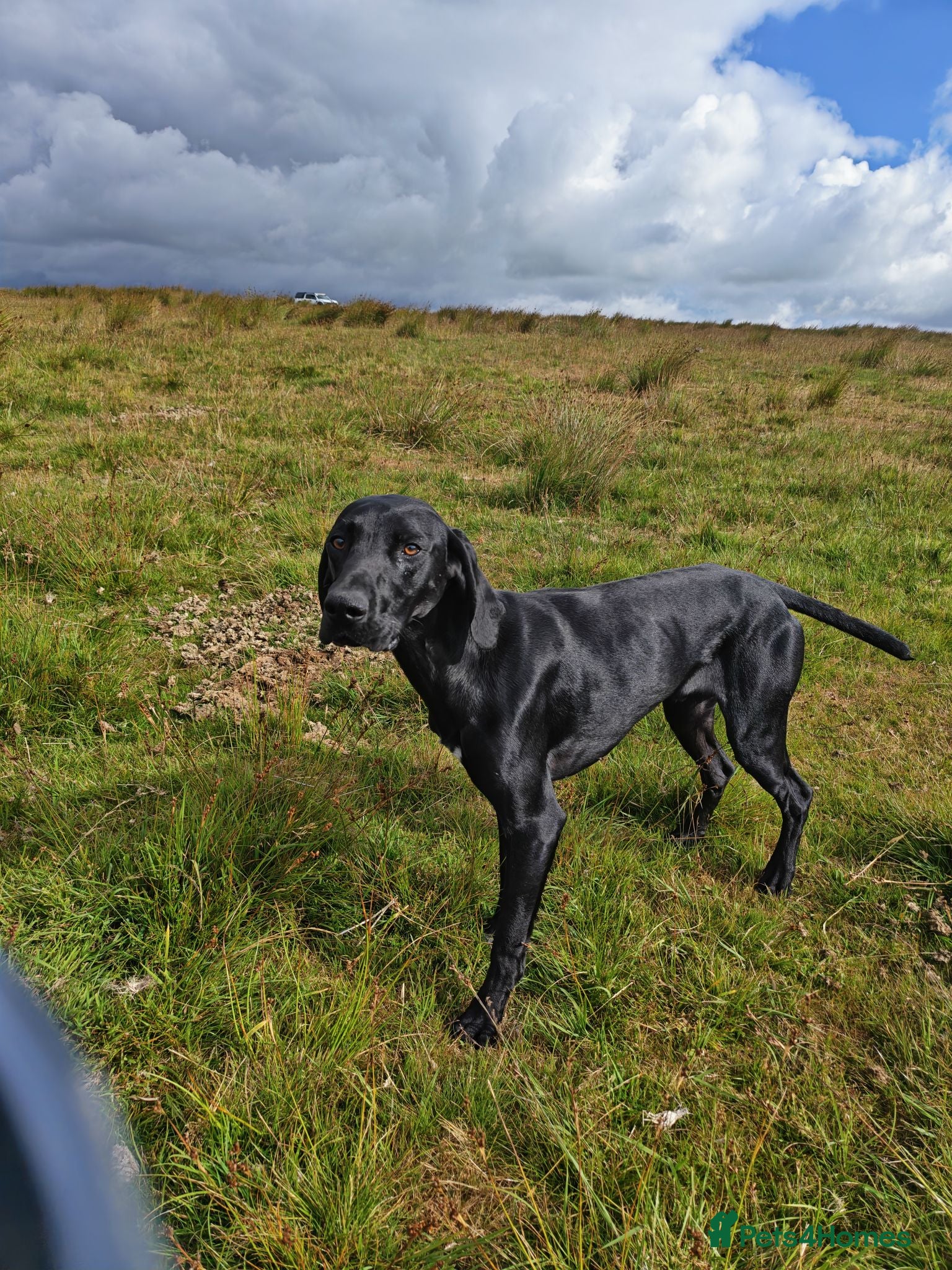 German Shorthaired Pointer dogs German shorthaired pointer - Advert 2