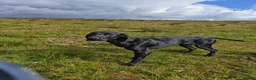 German Shorthaired Pointer dogs for sale: German shorthaired pointer in Rochdale - Advert 2