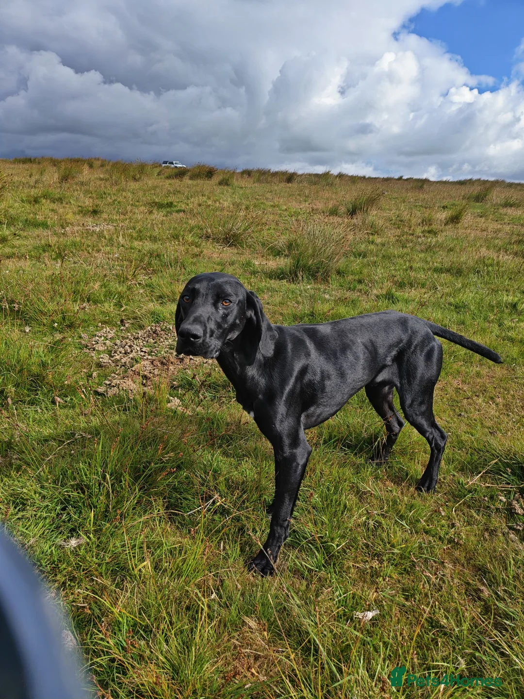 German Shorthaired Pointer dogs for sale: German shorthaired pointer in Rochdale - Advert 2
