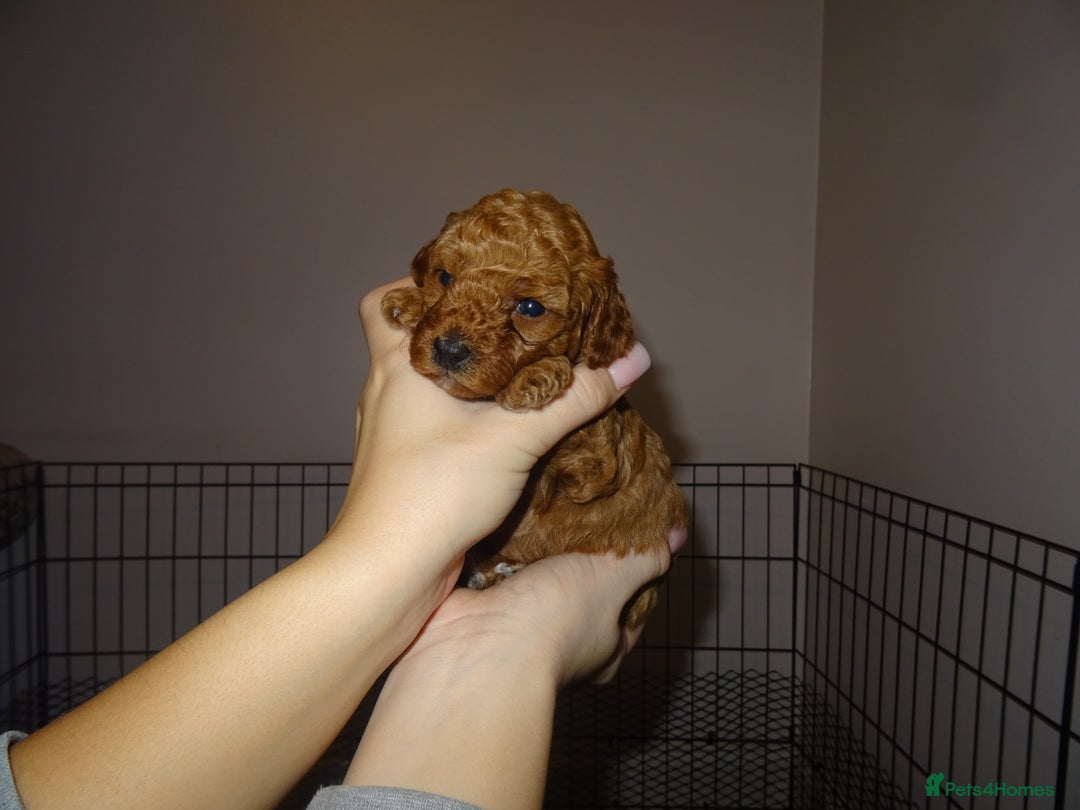 Maltipoo dogs for sale: 🐾 F1b Maltipoo Puppies – Ready Early January 🐾 - Advert 19