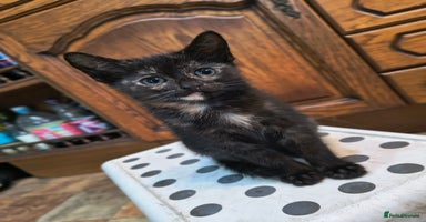 Mixed Breed cats - Advert 12