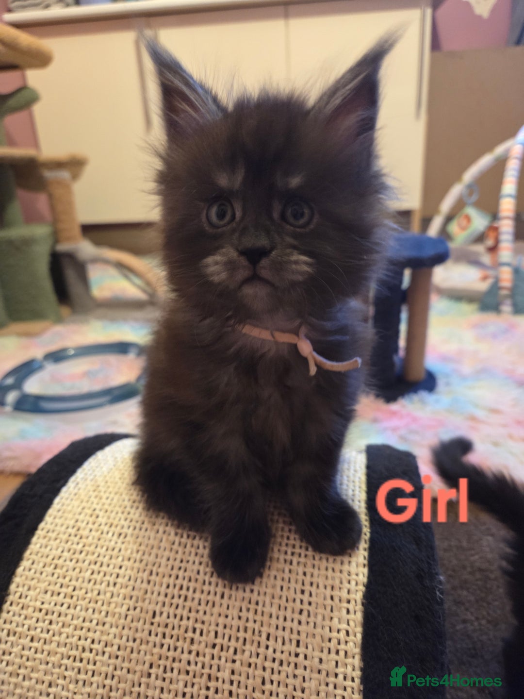 Maine Coon cats for sale: Tica reg Mainecoon kittens - Advert 16