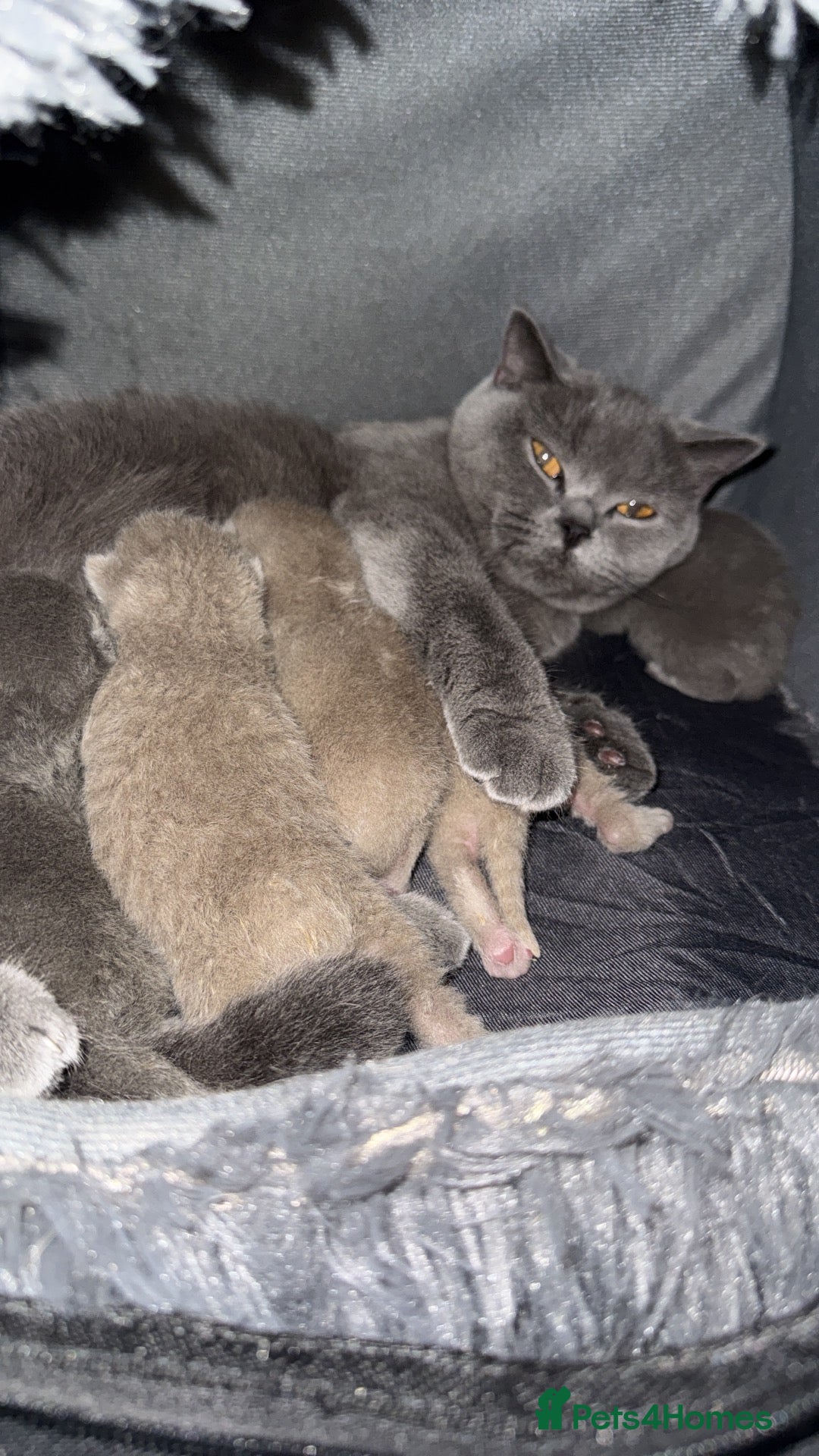 British Shorthair cats 5 beautiful BSH Blue & Lilic TICA registered  - Advert 1