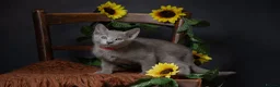 Russian Blue cats for sale: TICA Reg Boutique Russian Blue Kittens  - Advert 4