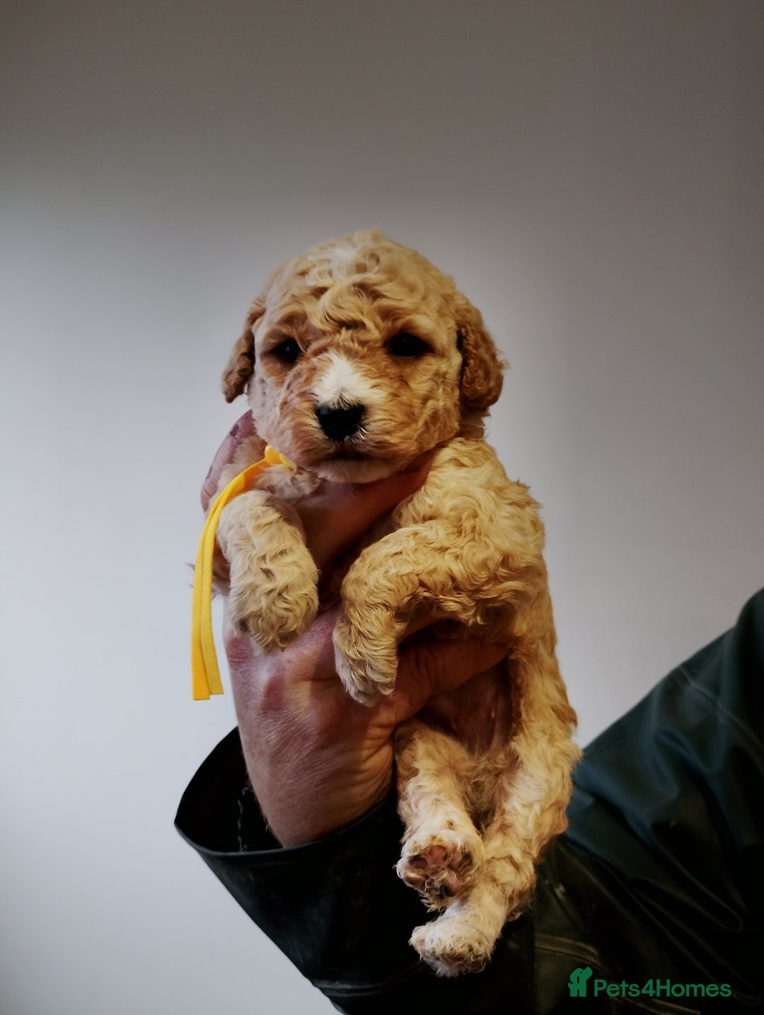 Cockapoo dogs for sale: Cockapoo puppies  - Advert 3