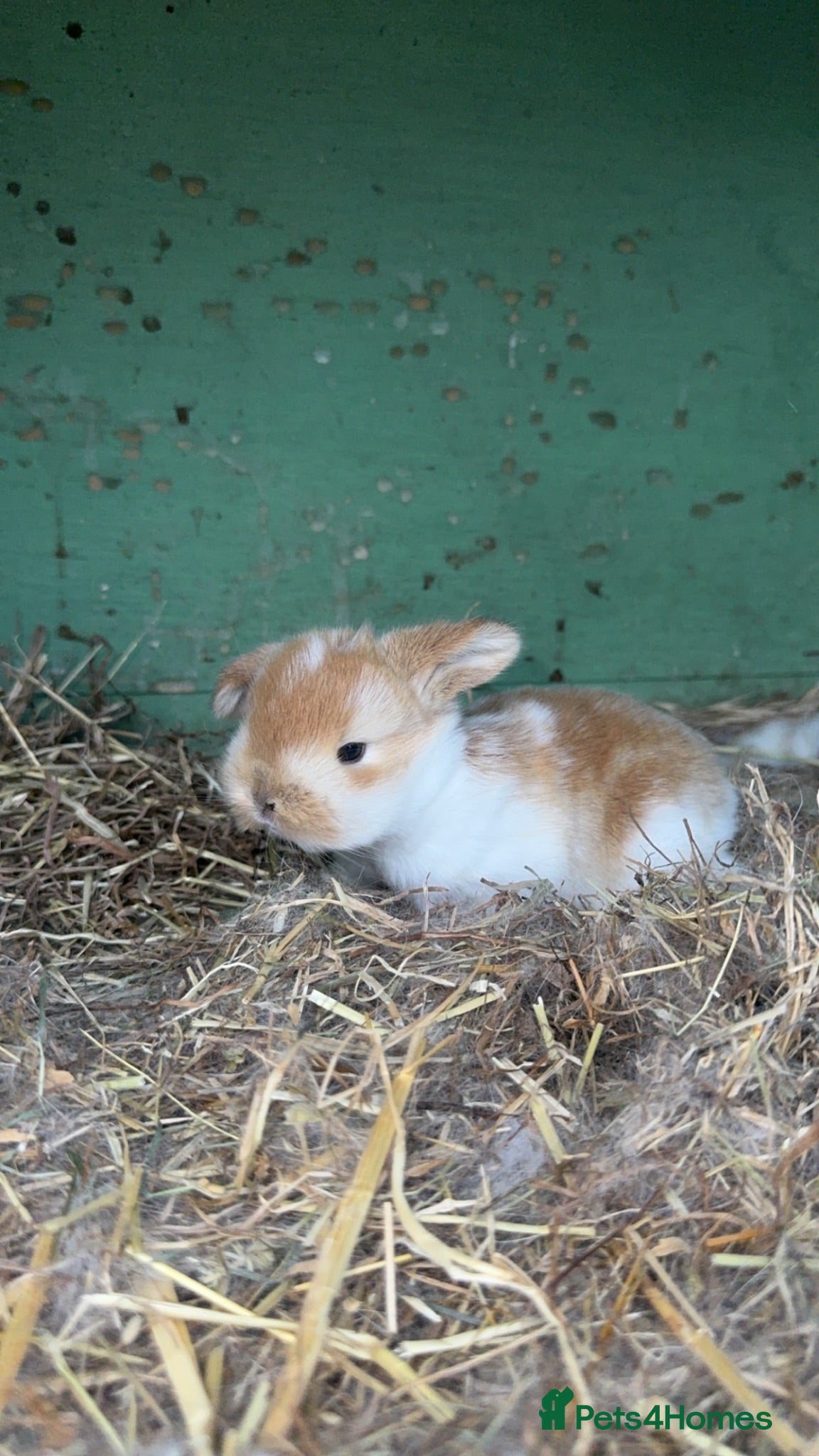 Mini Lop rabbits Stunning baby mini lop rabbits for sale  - Advert 1