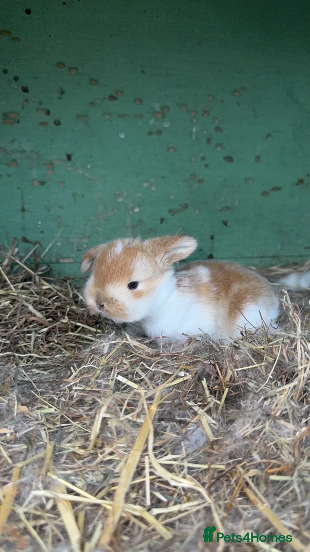 Mini Lop rabbits for sale: Stunning baby mini lop rabbits for sale  in Reading - Advert 1