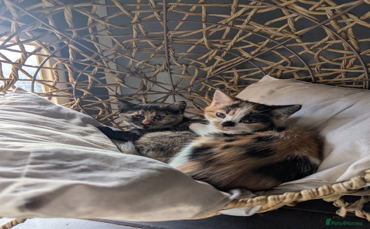 Bengal cats - Advert 16