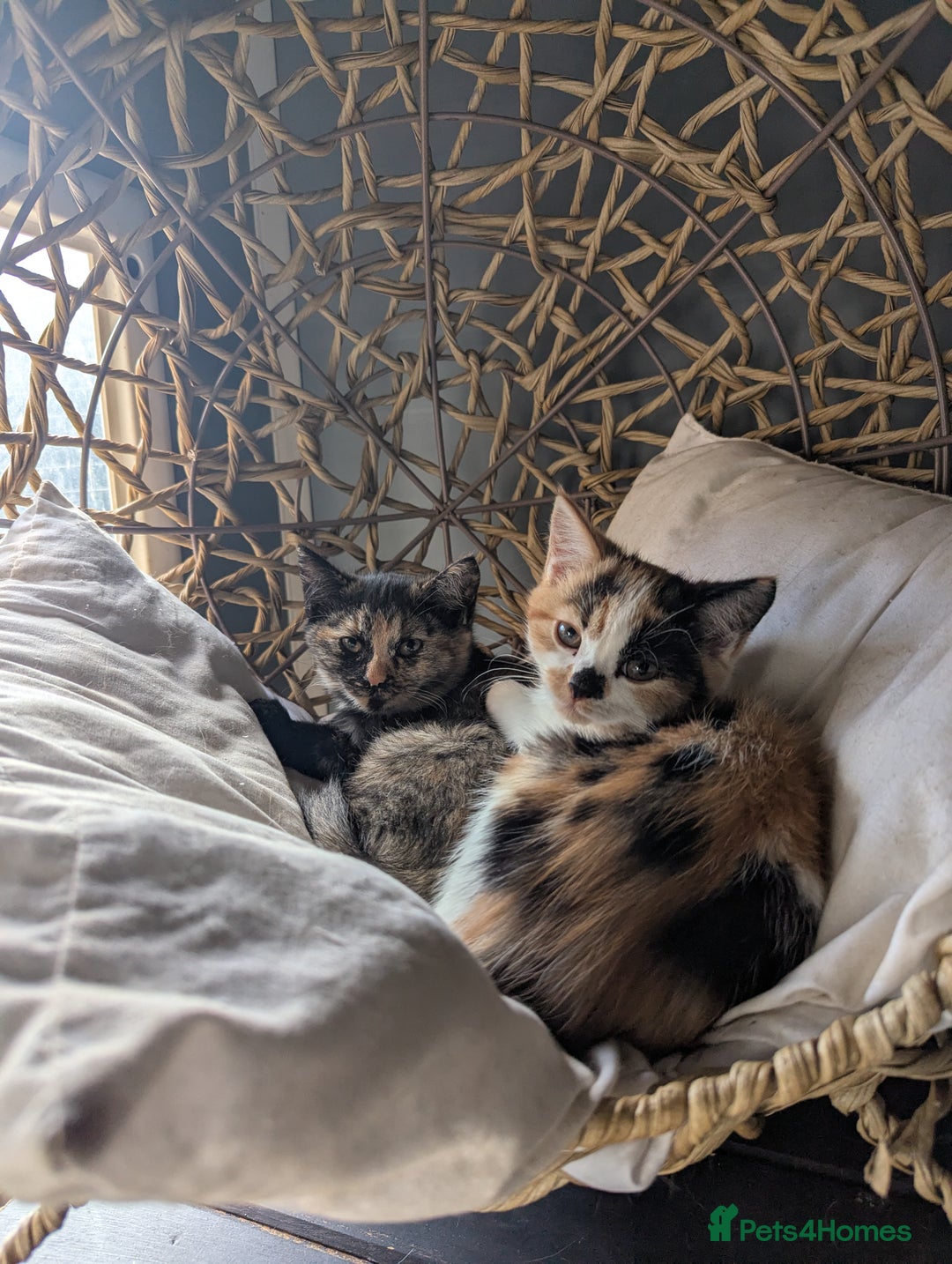 Bengal cats for sale: Bengal / Norwegian Forest Kittens Boy & Girl!  - Image 1
