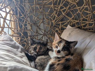 Bengal cats - Advert 1