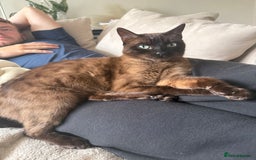 Bengal cats for sale: Female Melanistic Bengal - Image 8