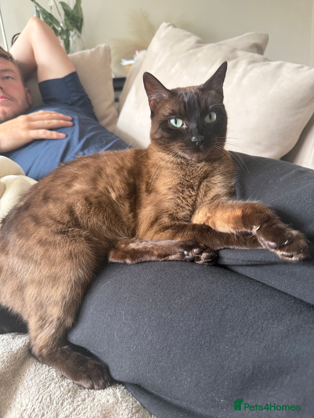 Bengal cats for sale: Female Melanistic Bengal - Image 8