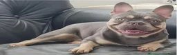 French Bulldog dogs for sale: Just arrived French Bulldog Puppy  in Sittingbourne - Advert 6