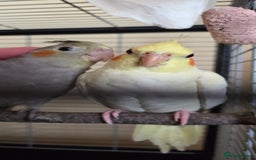 Cockatiels birds for sale: Fully weaned basic trained baby cockatiels  - Image 6