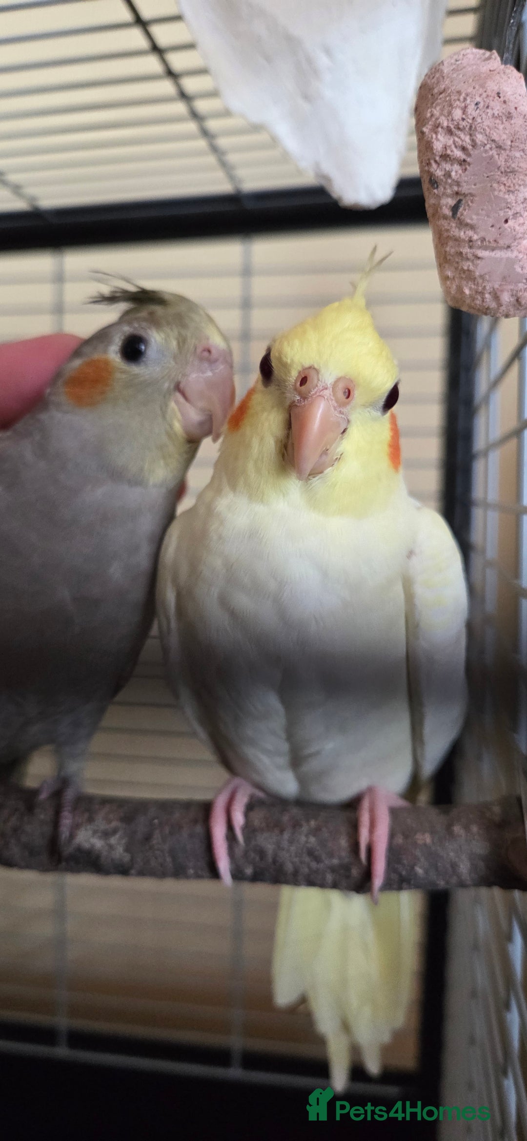 Cockatiels birds for sale: Fully weaned basic trained baby cockatiels  - Image 6