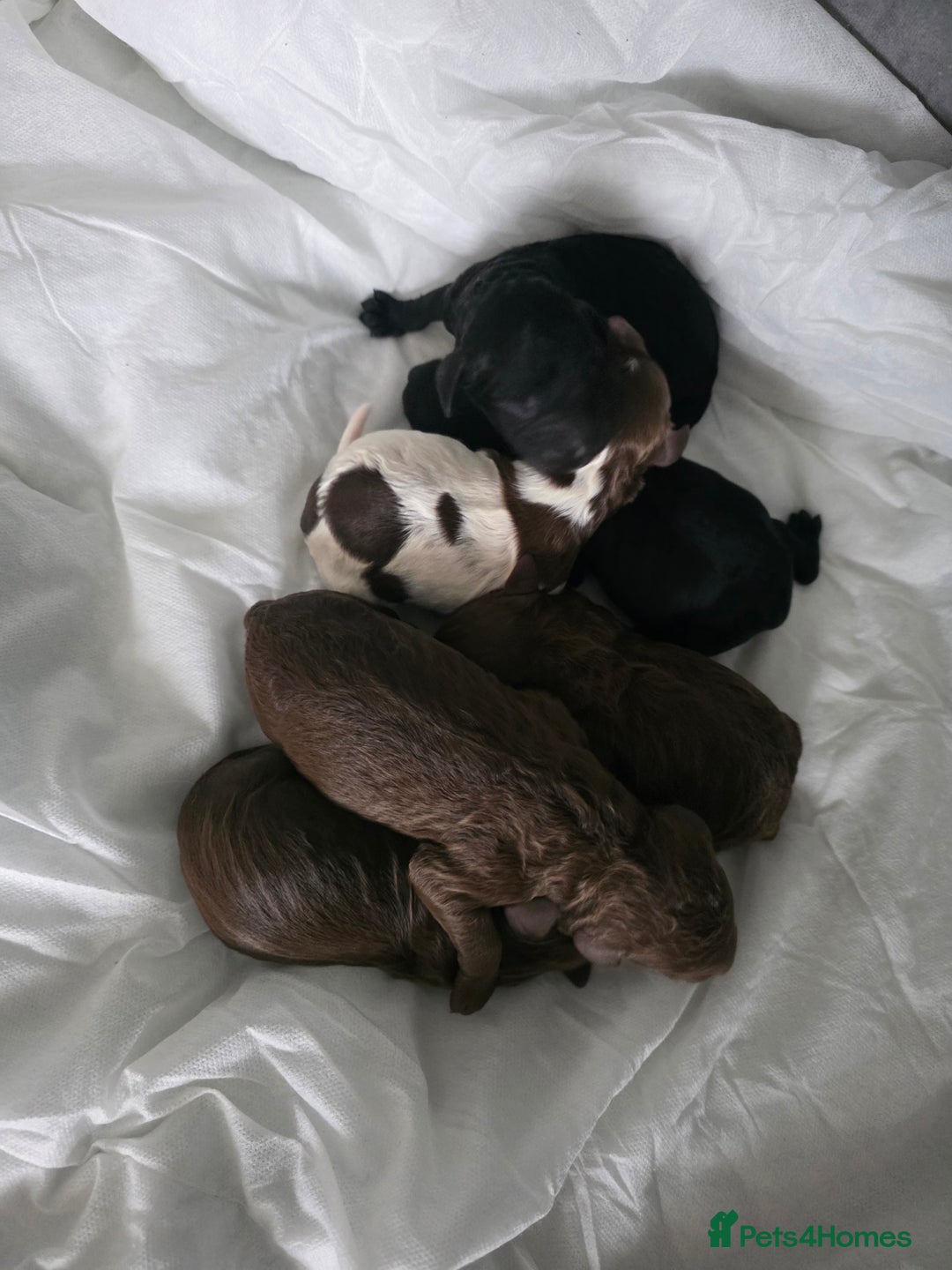 Cockapoo dogs for sale: Adorable cockapoo puppies - Advert 6