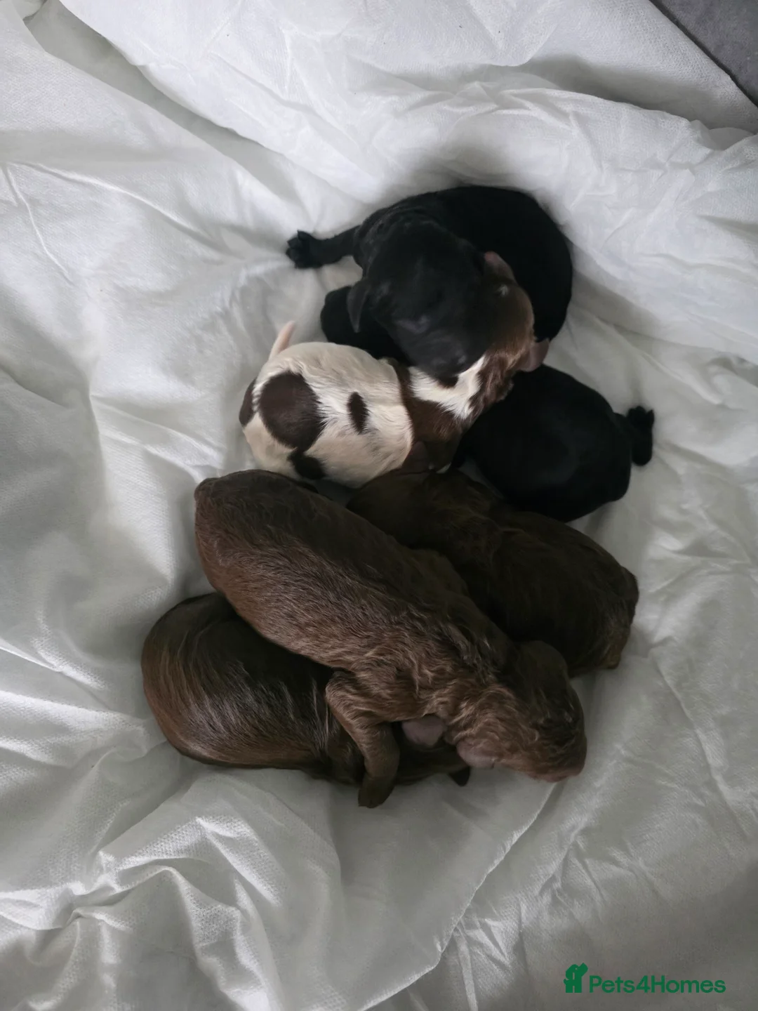 Cockapoo dogs for sale: Adorable cockapoo puppies - Advert 5