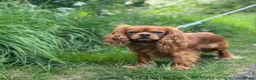 Cavalier King Charles Spaniel dogs for sale: KC REG. CAVALIER KING CHARLES PUPPIES  in Wakefield - Advert 10