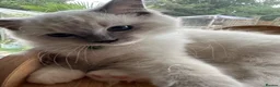 Ragdoll cats for sale: GCCF registered Ragdoll kittens 🐈  - Advert 4