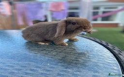 Mini Lop rabbits for sale: Gorgeous mini lops ready for their forever homes  - Image 5