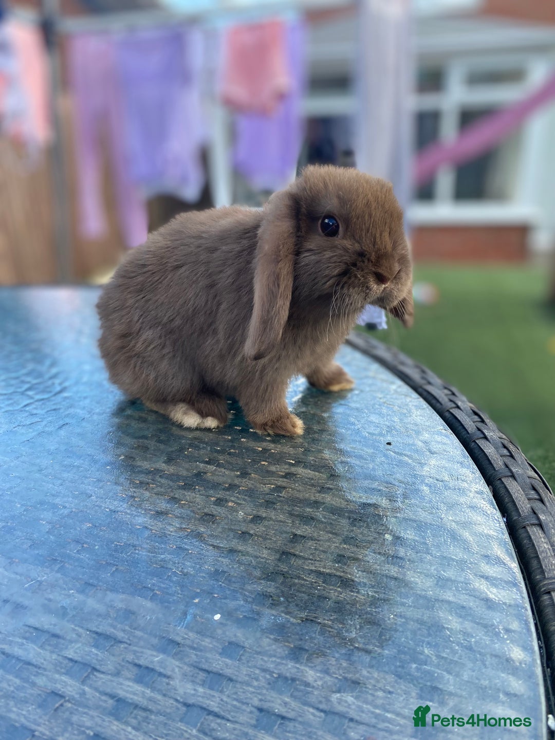 Mini Lop rabbits for sale: Gorgeous mini lops ready for their forever homes  - Image 5