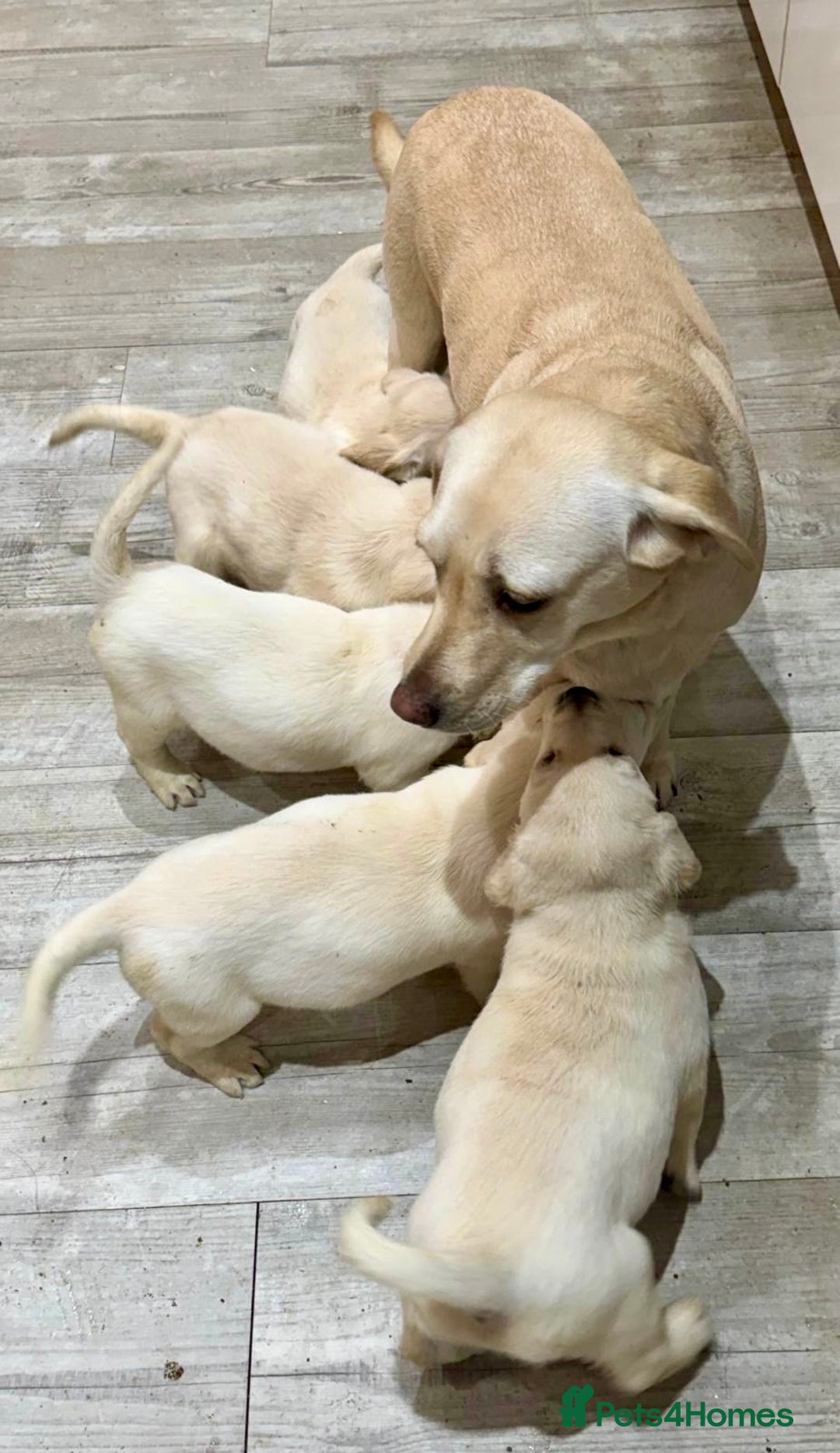 Goldador dogs for sale: Stunning Lab x Retriever pups - Advert 6