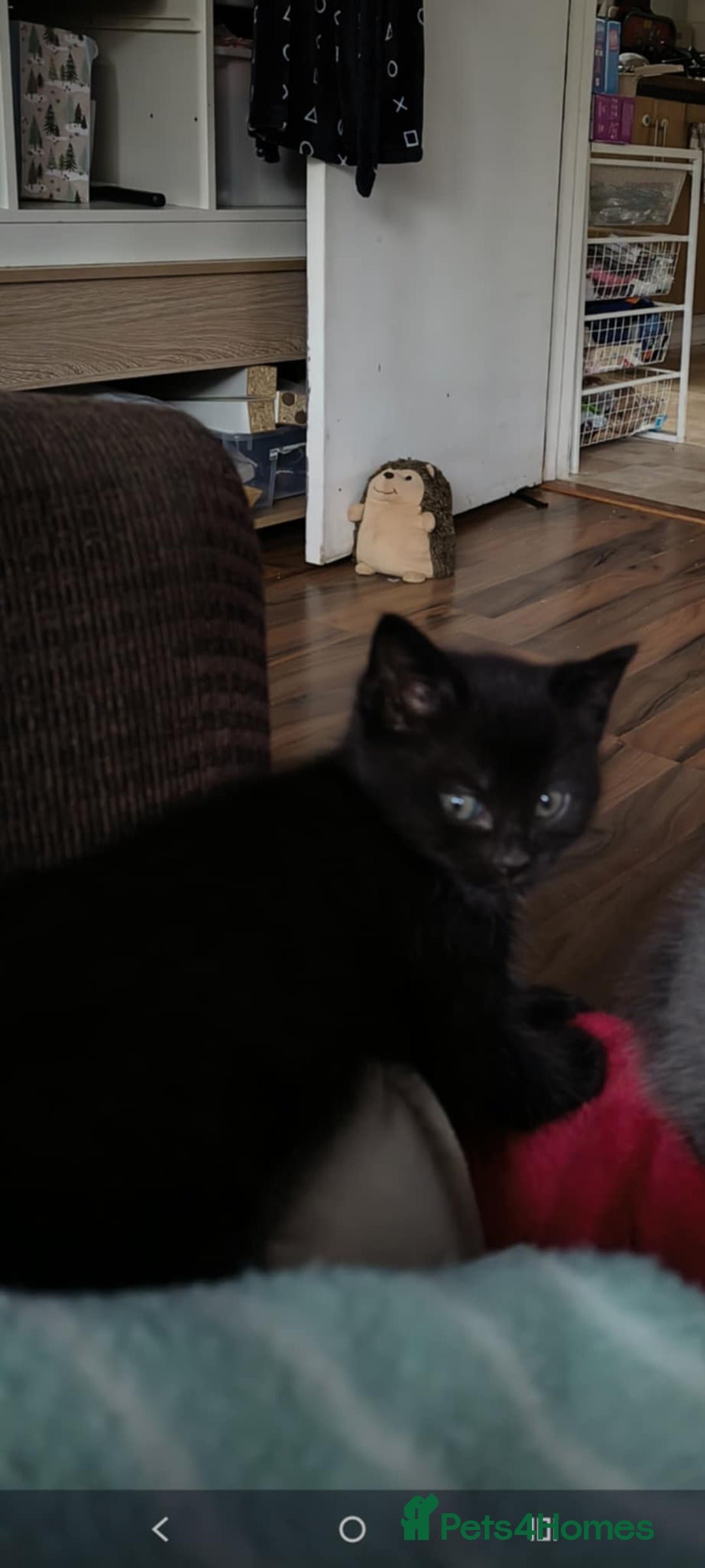 Domestic Shorthair cats for sale: 4 beautiful kittens for sale  - Advert 23