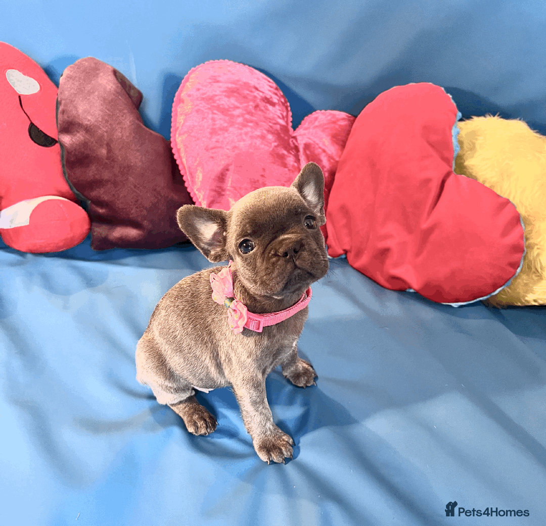 French Bulldog dogs for sale: Adorable Puppies Looking for a New Home! - Image 11