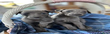Whippet Puppy 2