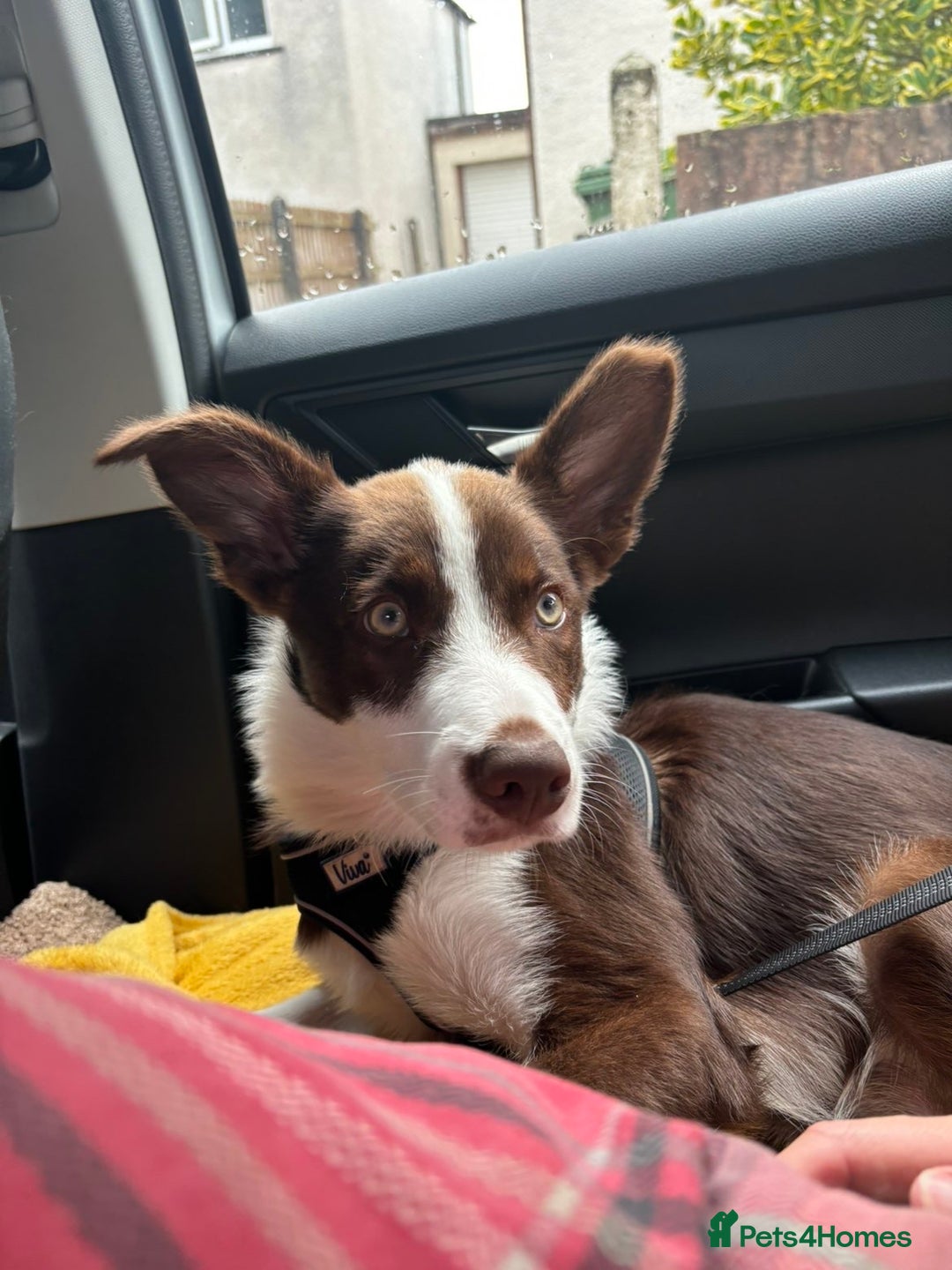 Border Collie dogs for sale: 10 month old Pure Border Collie 🐾 - Advert 1