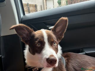 Border Collie dogs 10 month old Pure Border Collie 🐾 - Advert 14