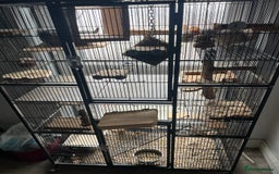 Chinchilla rodents for sale: Two male chinchillas  - Image 1