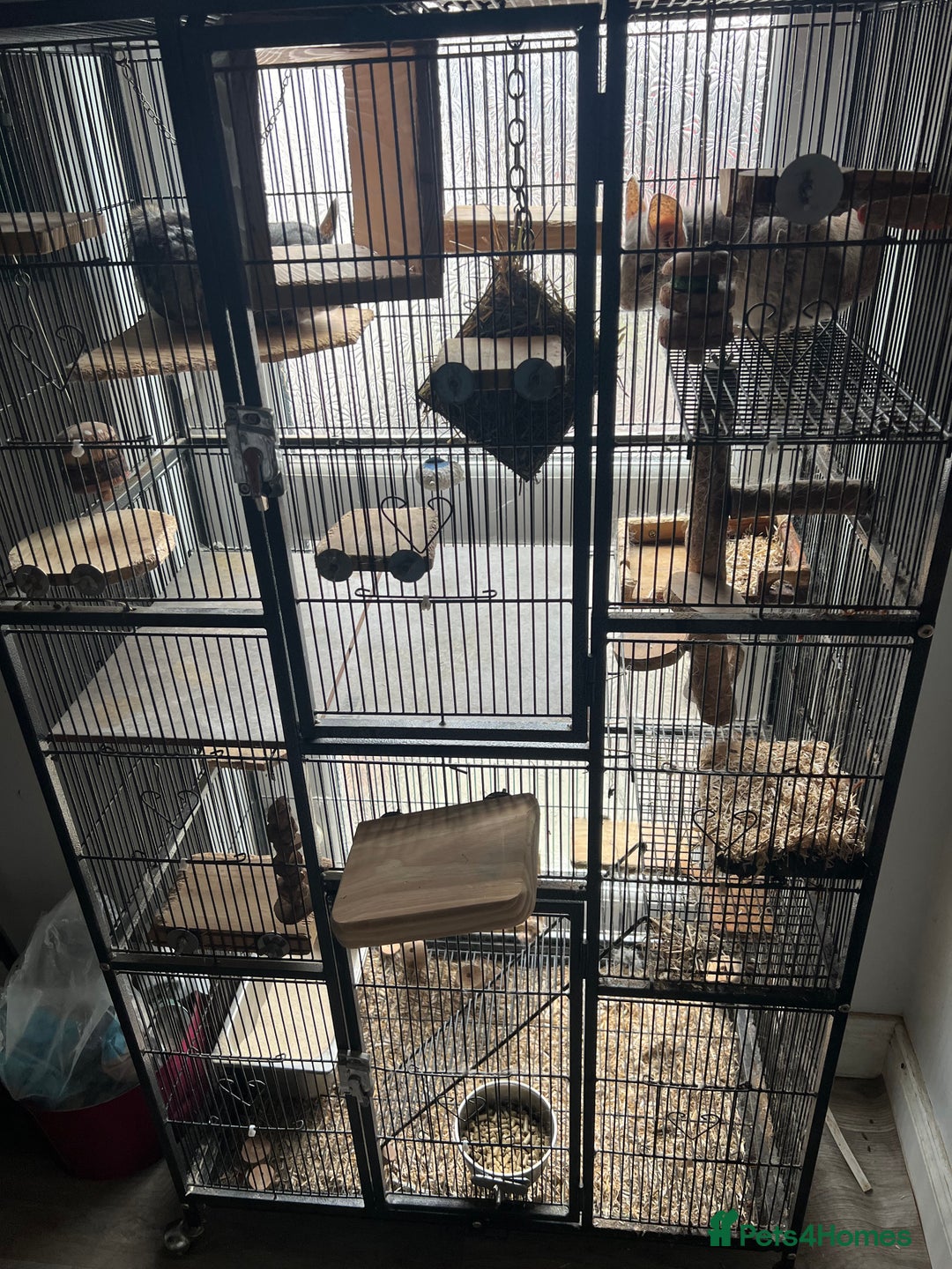 Chinchilla rodents for sale: Two male chinchillas  - Image 1