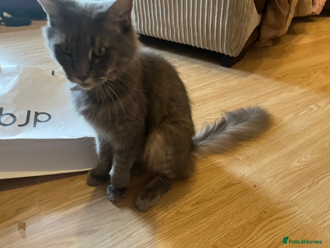 Ragcoon cats for sale: Maine coon x ragdoll 1 male 1 female  - Image 4