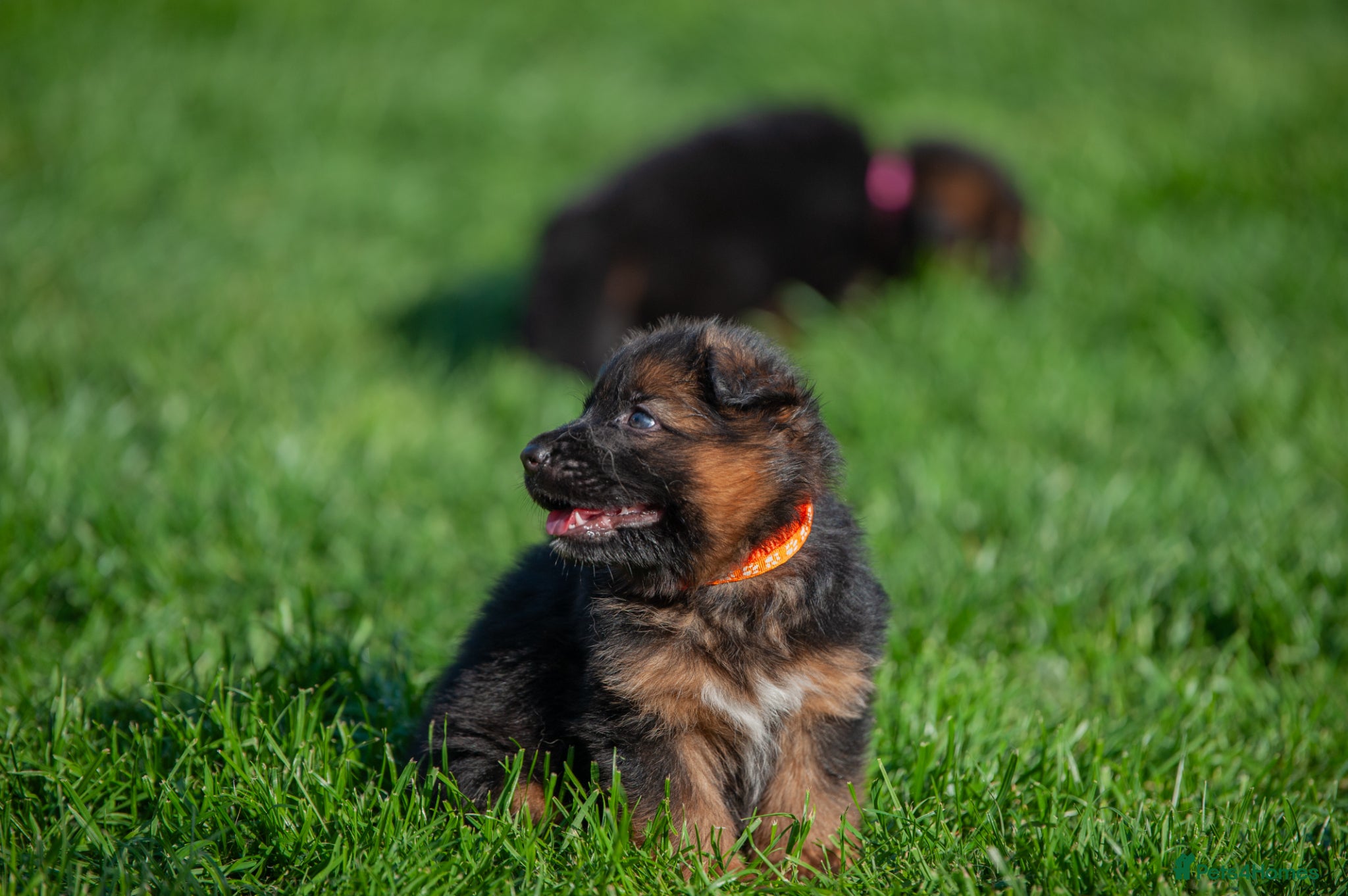 German Shepherd dogs for sale: ❤️🐾 Beautiful Long-Haired GSD Puppies🐾❤️ - Advert 14