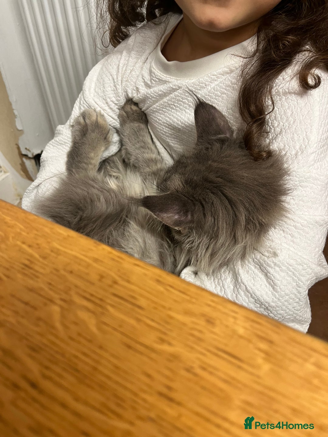 Maine Coon cats for sale: 2 boys (PET ONLY) - Advert 10